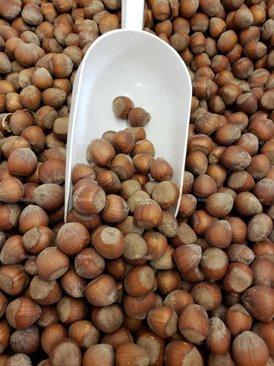 Closeup details and texture of freshly harvested hazelnuts in the fall