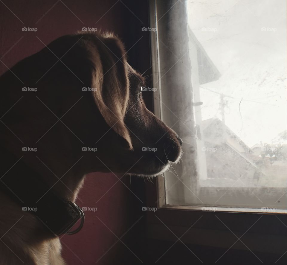 Dog looking at the dirt window