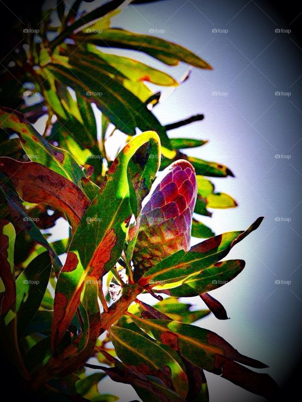 Protea bud
