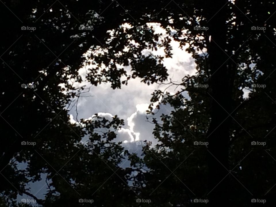 Clouds in the trees