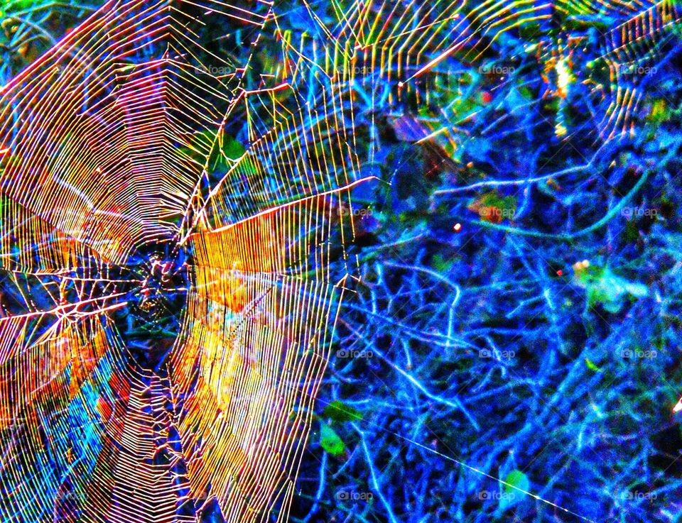 Sunlit spider web. Sunlit spider web