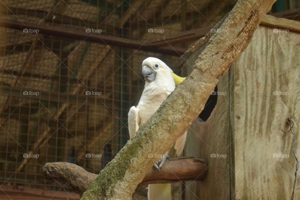 Cacatua sulphurea or yellow-crested cockatoo is one of the species of birds that included to the category of critically endangered. The global illegal trade of endangered species, such as The Yellow-Crested Cockatoo is one of some scarcity factor of this exotic bird. However, illegal arresting also part of it, that makes this exotic bird become a lethal yet carnage threat towards the sustainable existence of this exotic bird.