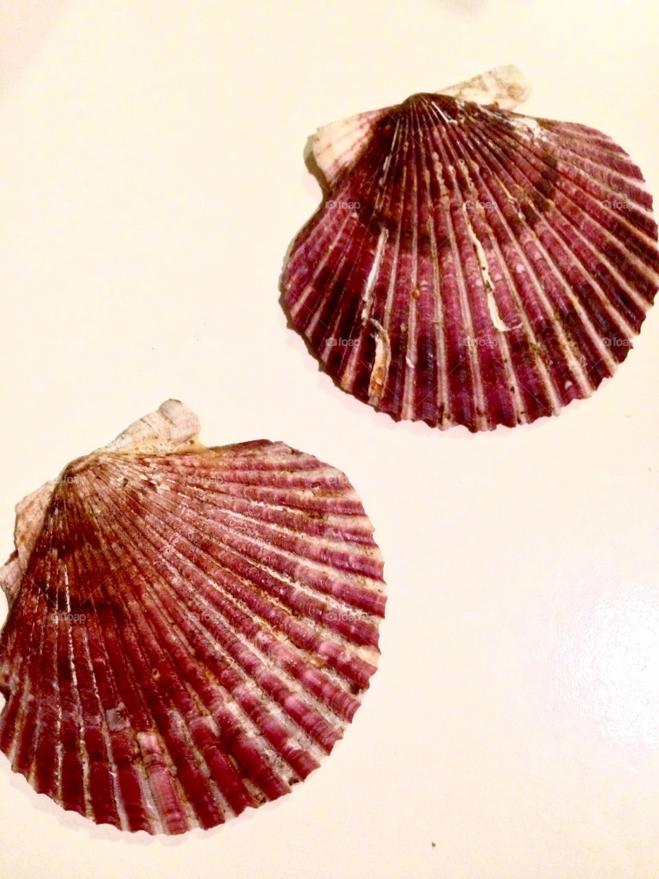 Studio shot of seashells