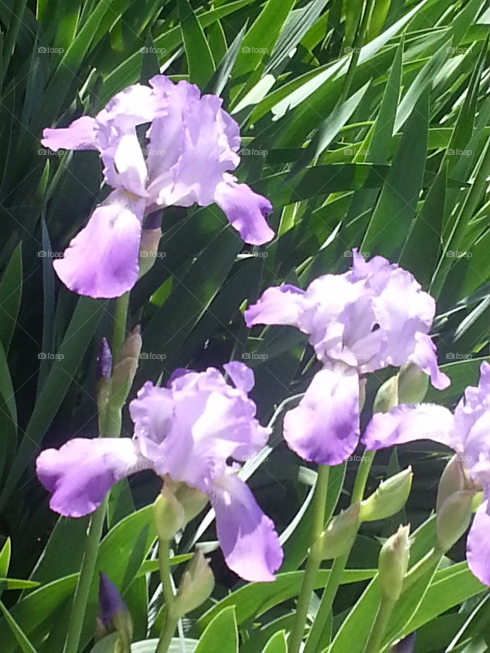 beautiful flowers outside my door