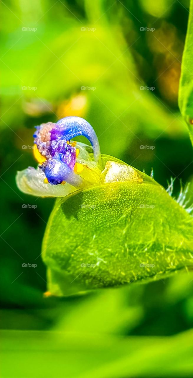 Plant: Commelina communis, commonly known as the Asian dayflower, is an annual herbaceous plant in the dayflower family.  It gets its name because the flowers only last a day.