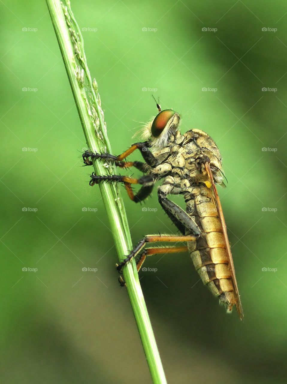 Female Robberfly (Asilidae)
Doing Nothing