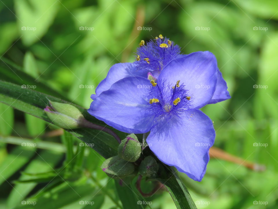 Spiderwort