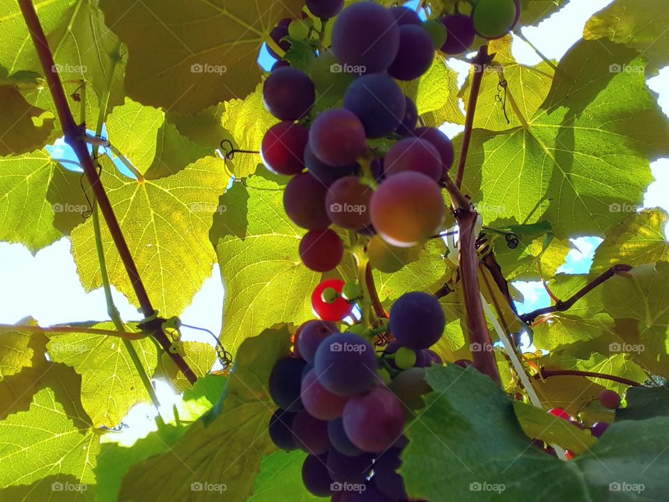 grapes