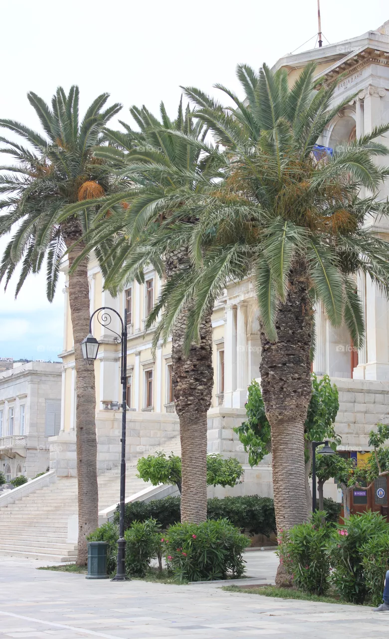 Palm