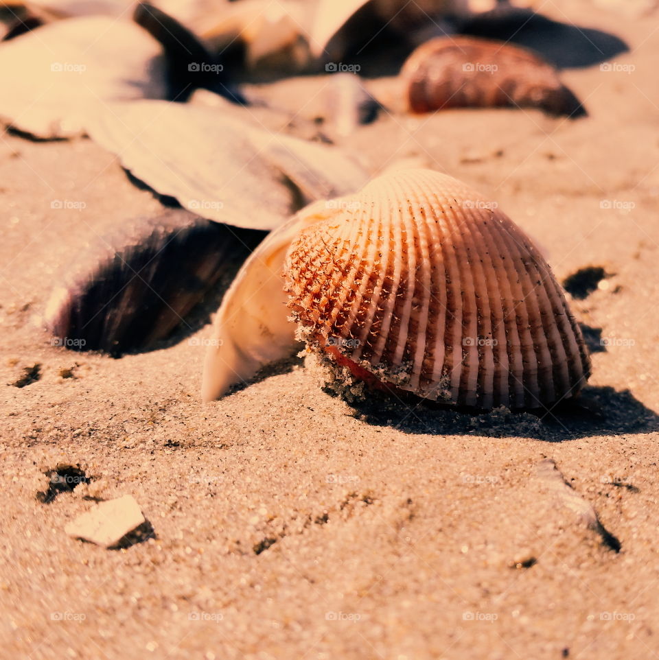 Seashells on beach