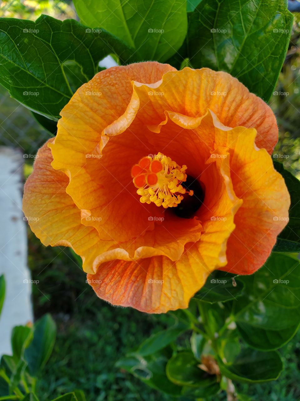 exotic hibiscus
