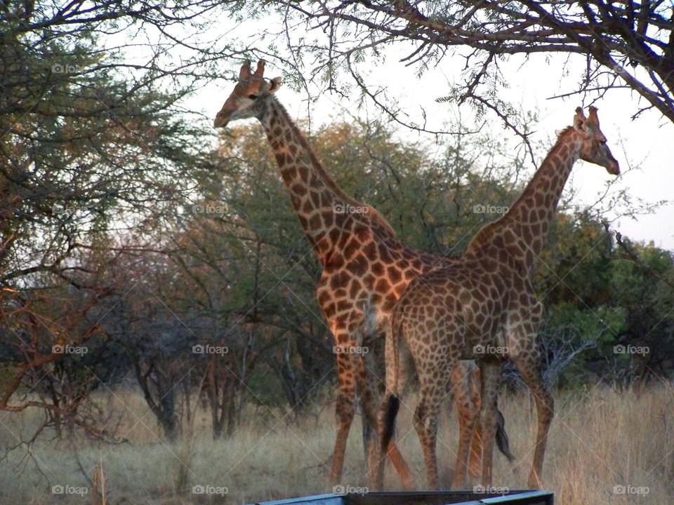 Giraffes