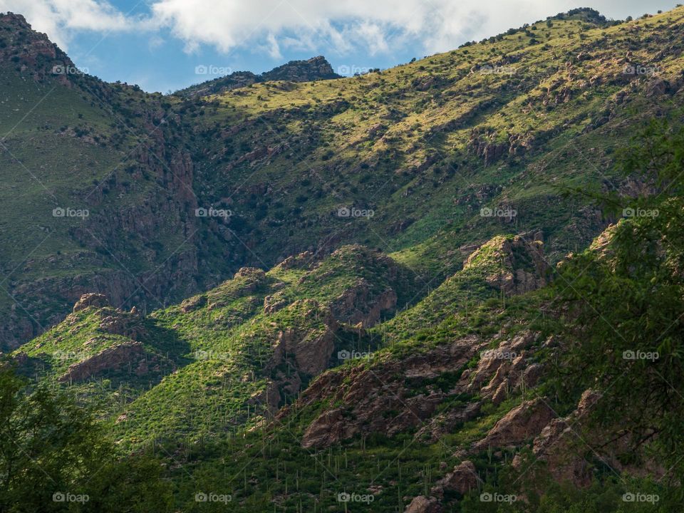 Lush green grass mixed with cactus and scrub brush cover a mountain in Tucson Arizona