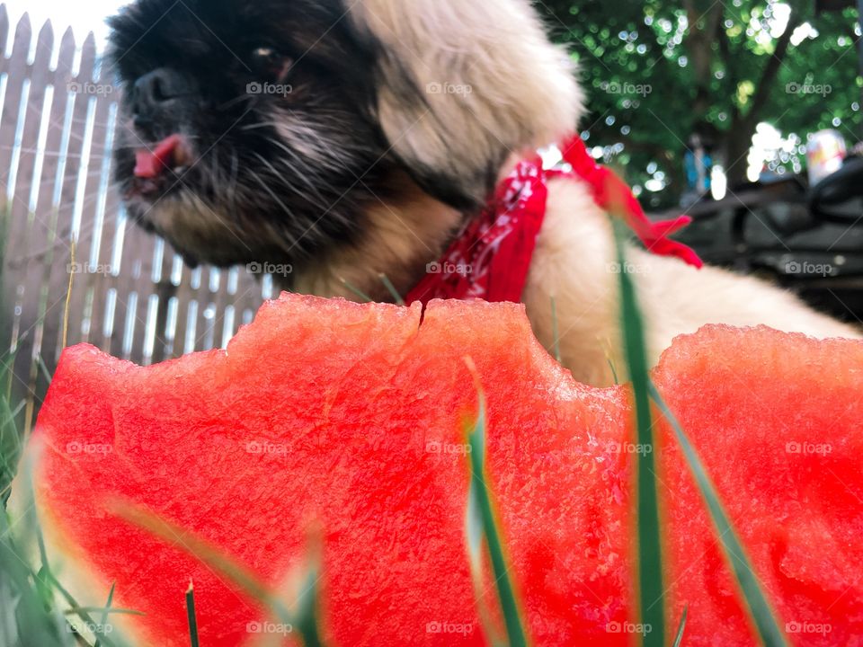 Watermelon Dog