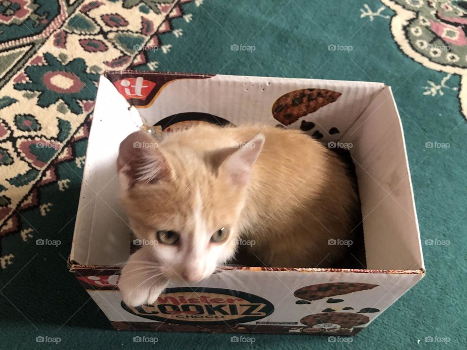 Beautiful cat in the box looking at camera 