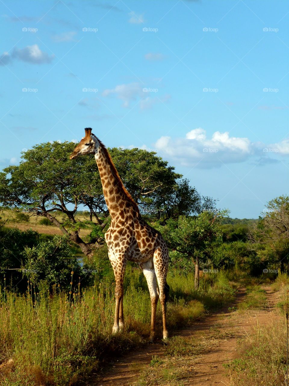 south Africa kruger park