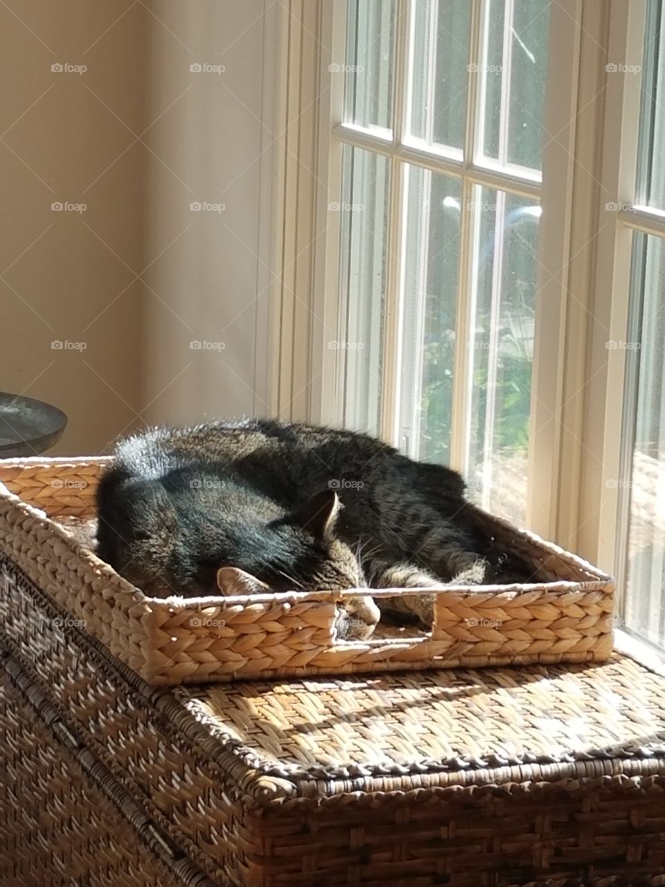 Cat, Basket, Mammal, Pet, Furniture