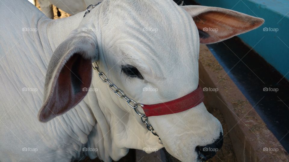 Bezerro de raça pura. Criação de gado bovino puro sangue. Genética, embriões, reprodução.