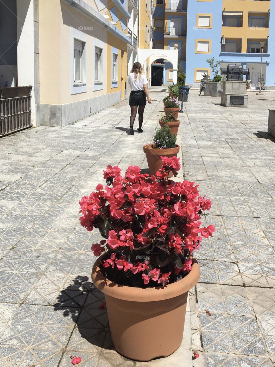 Urban nature with red flowers