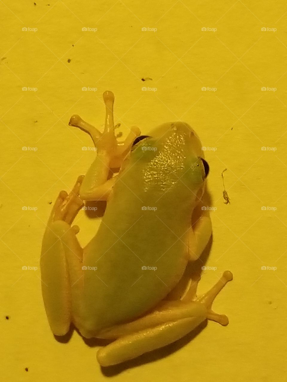 frog