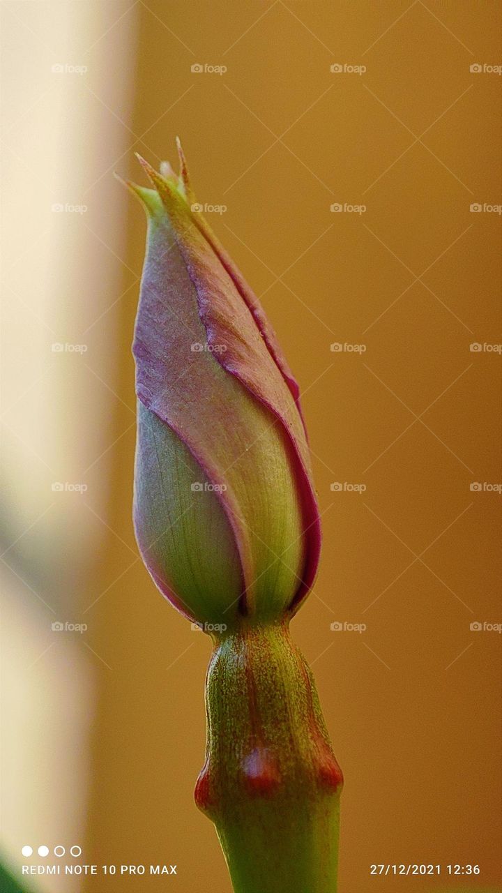 flower bud micro photo