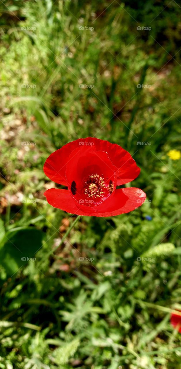 Papaver argemone