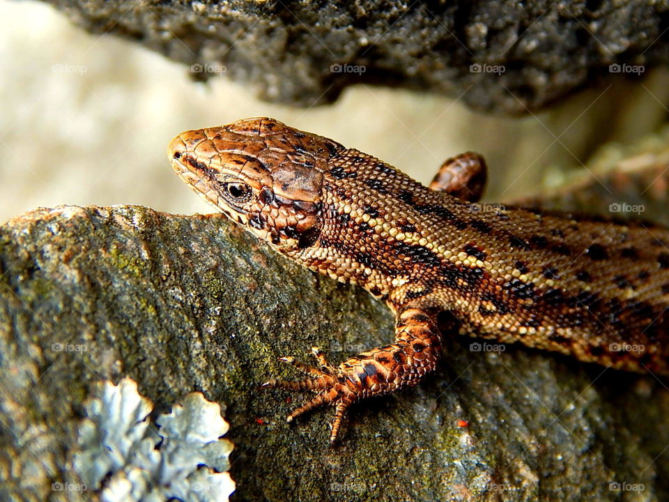 Brown sand lizard on a rock