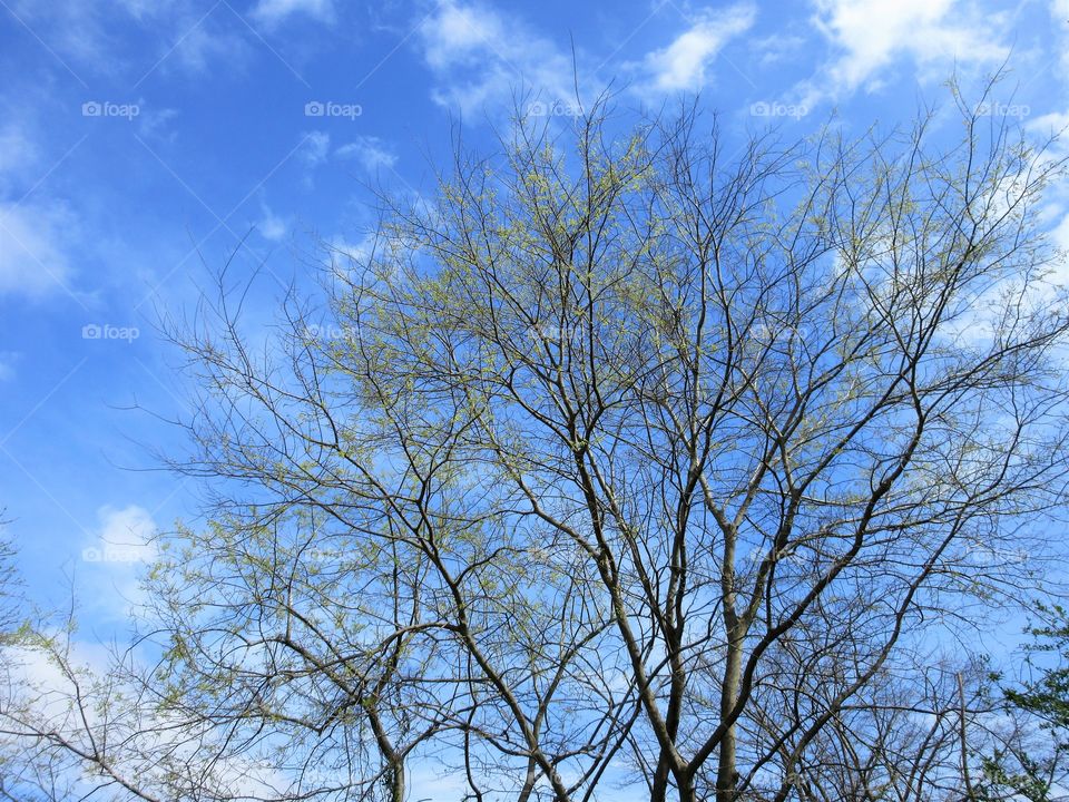 leaves on spring tree