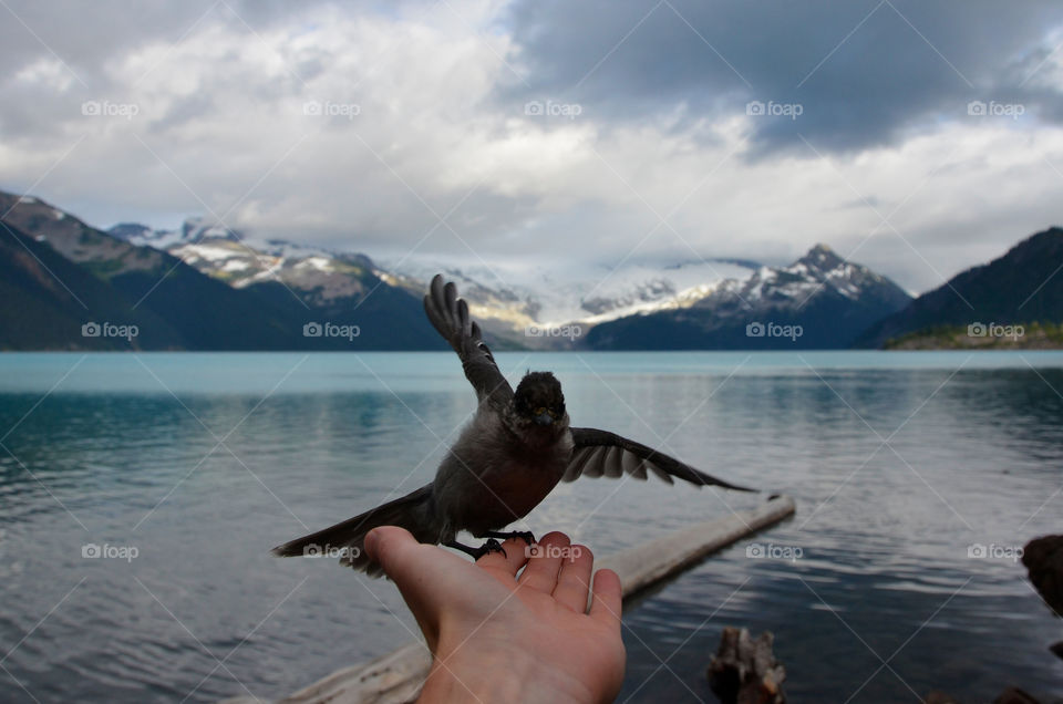 Bird on a hand at the Garibaldi Lake