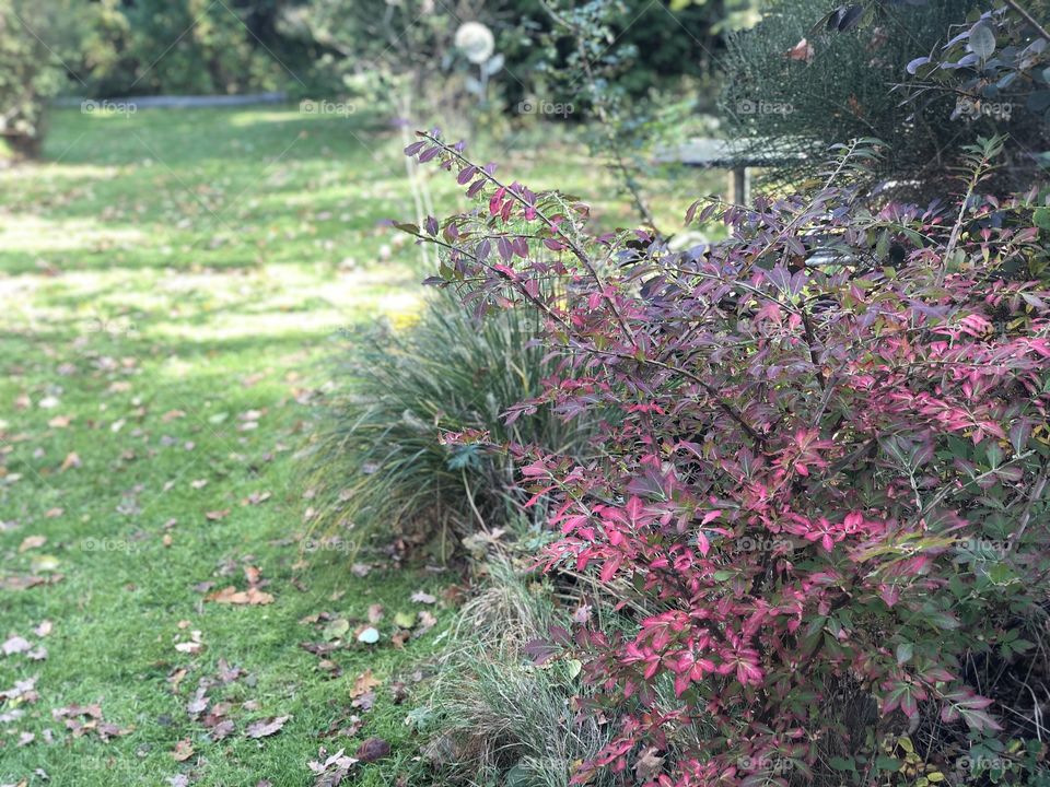 Herbstgarten 