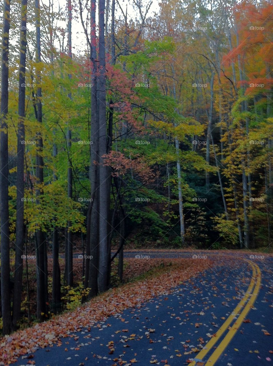 Autumn in Smoky Mountain National Park
