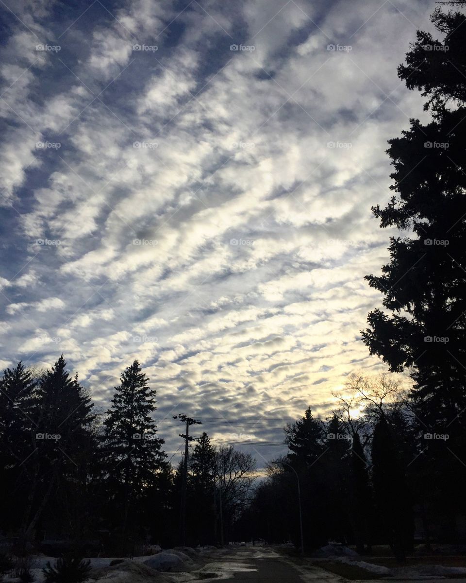 No Person, Tree, Landscape, Sky, Dawn