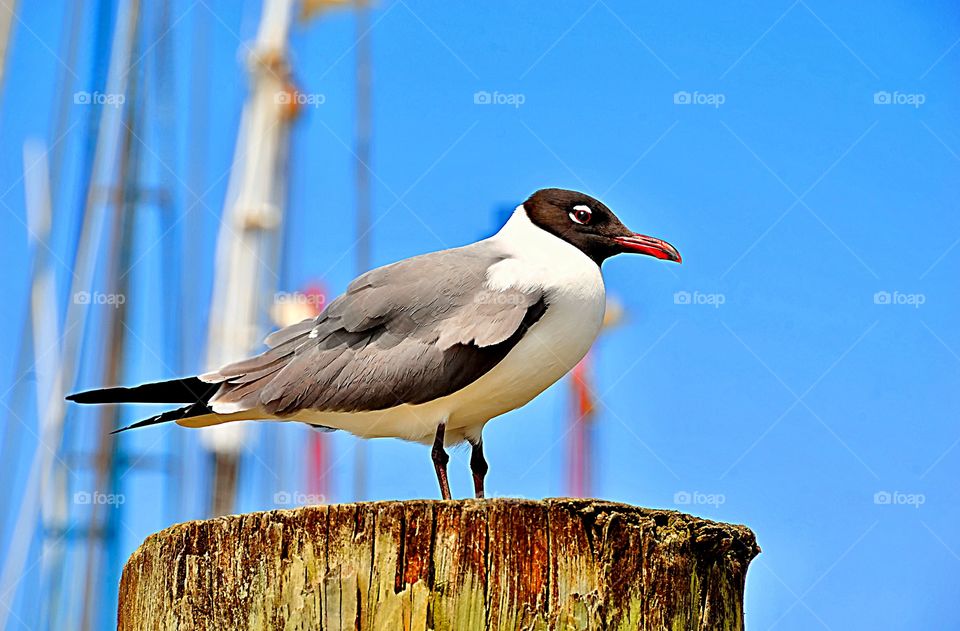 Portrait of a Black Headed Gull sitting on a post on a perfect summer’s day.