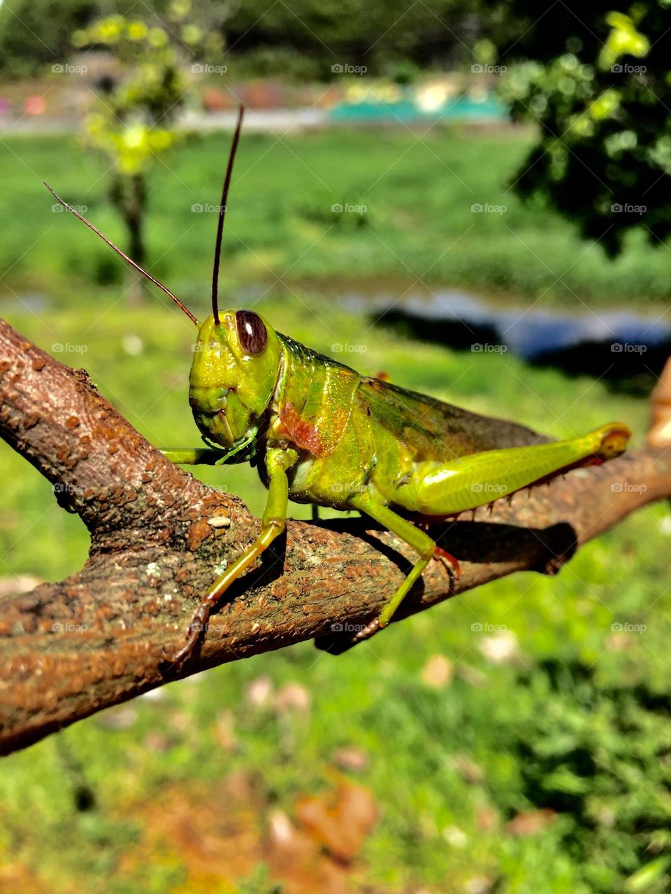 Green grasshopper 