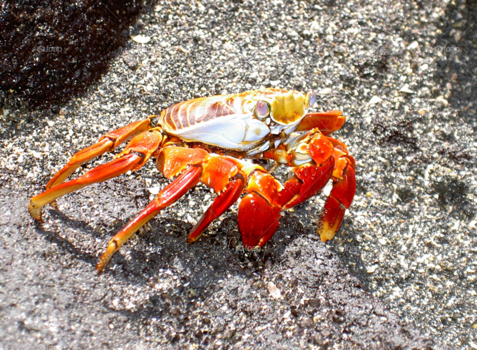color eyes crab galapagos by Kamisaraki