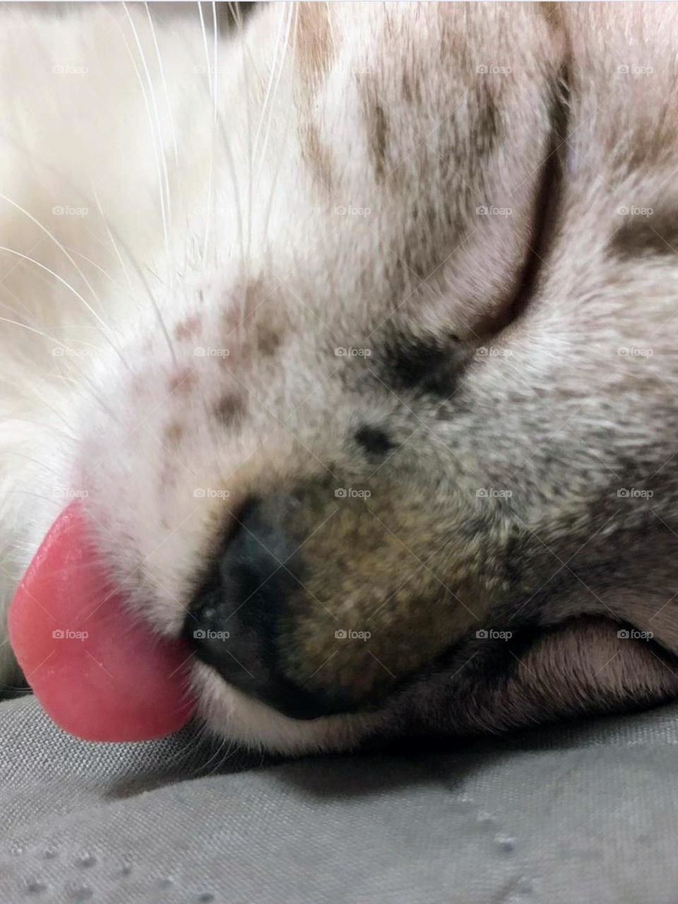 Close-up of a cat’s tongue