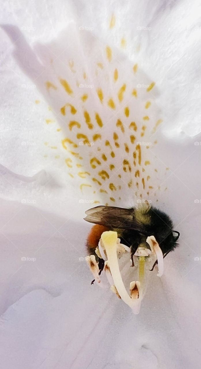 Bee