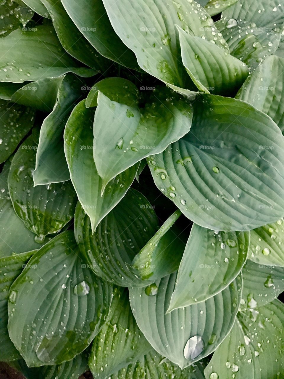 Raindrops on green leaves 