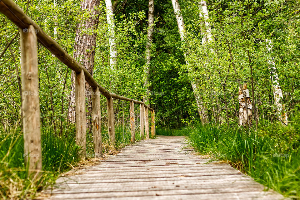 Weg in den Wald