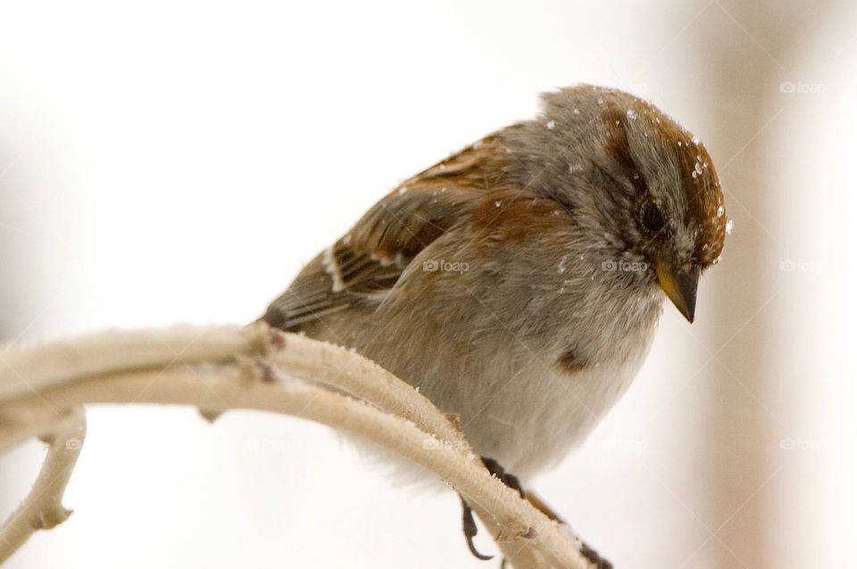 Bird on a branch in the snow