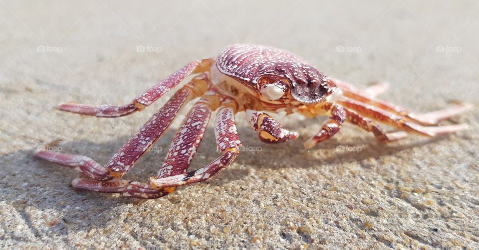 Crab