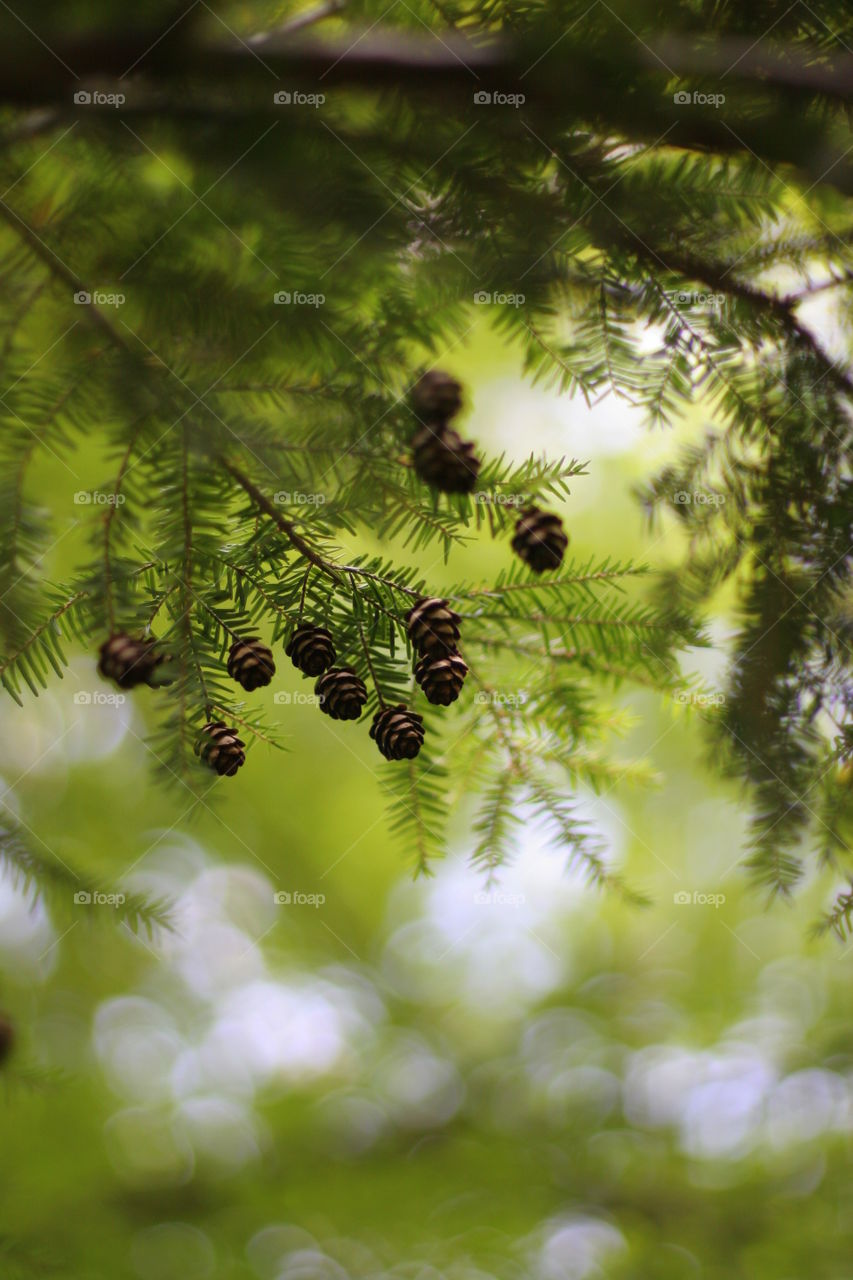 
Close-up of pine cones on branch