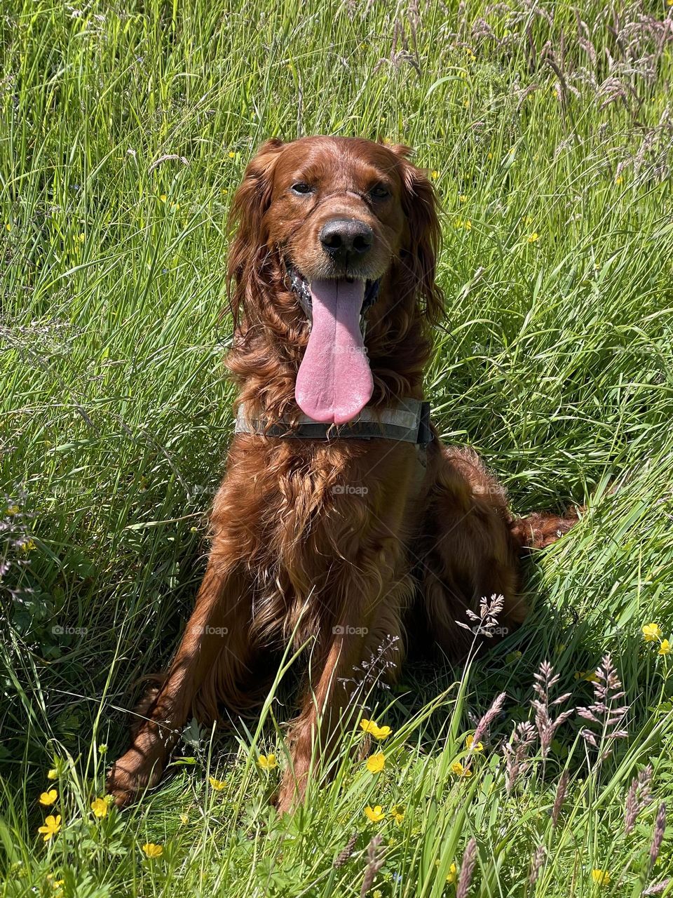 Quinn after a long walk cooling down in the long grass 