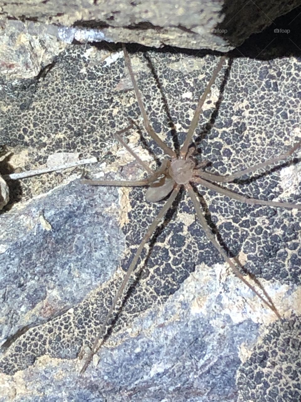 Desert recluse spider