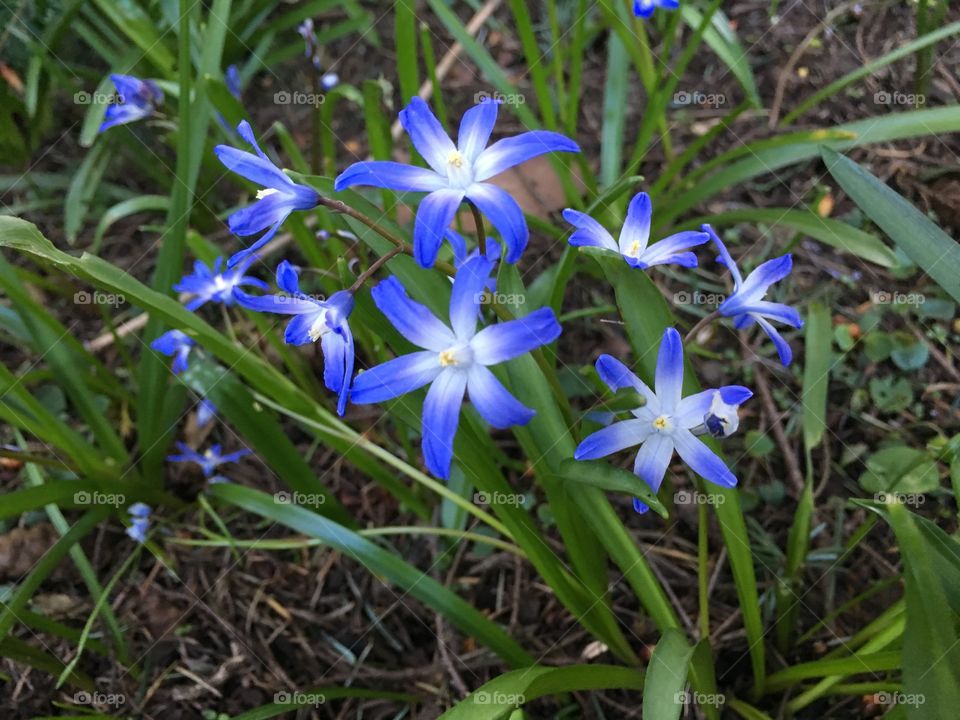 Little beauties on the grass