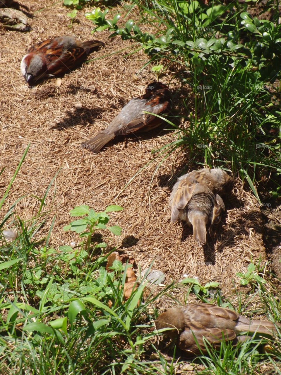 Sparrows in the sun 