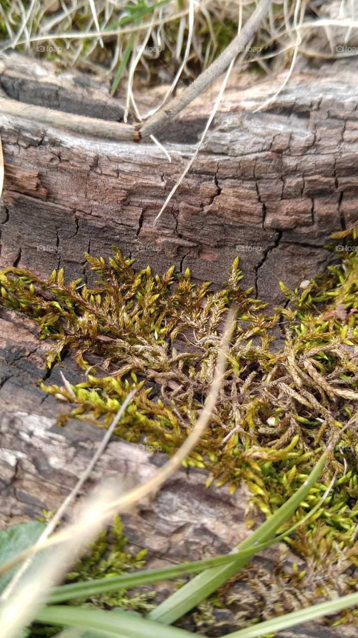 Moss and Wood Close Up
