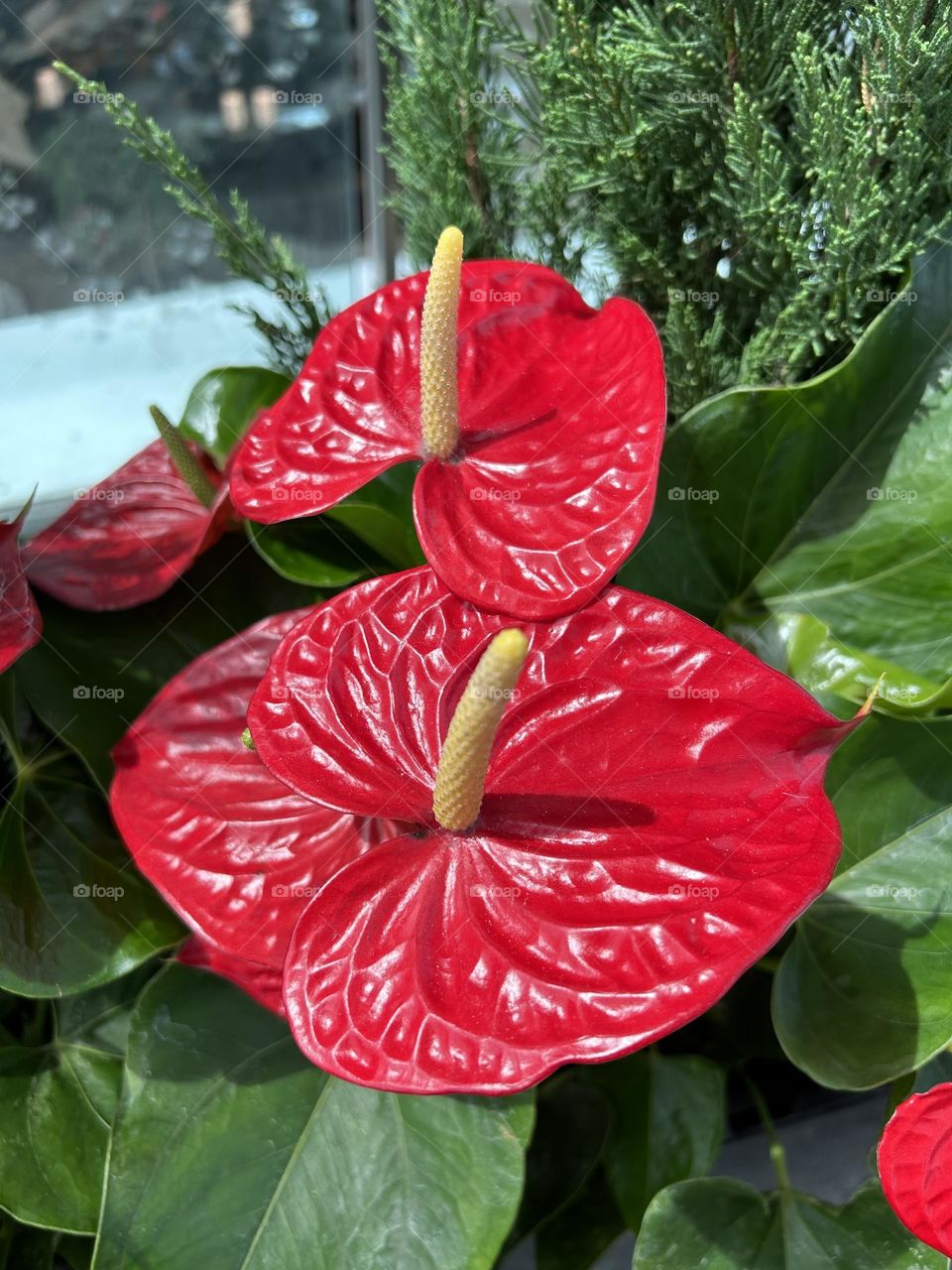Shrewsbury  ,Anthurium Varietirs