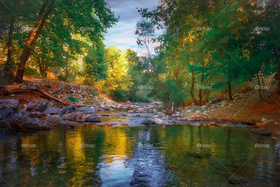 Forest
