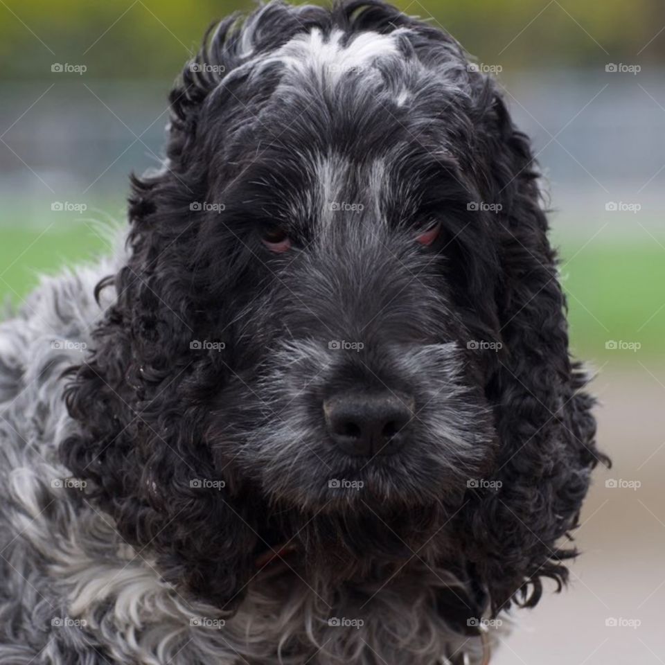 Bonnie at the dog park
